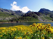 13 Distesa di giallo senecio in riva al Lago Rotondo con vista su Rondenino-Diavolo-Grabiasca 
